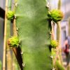 Pachycereus_gaumeri_1